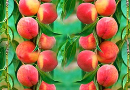 Персик клоновидный