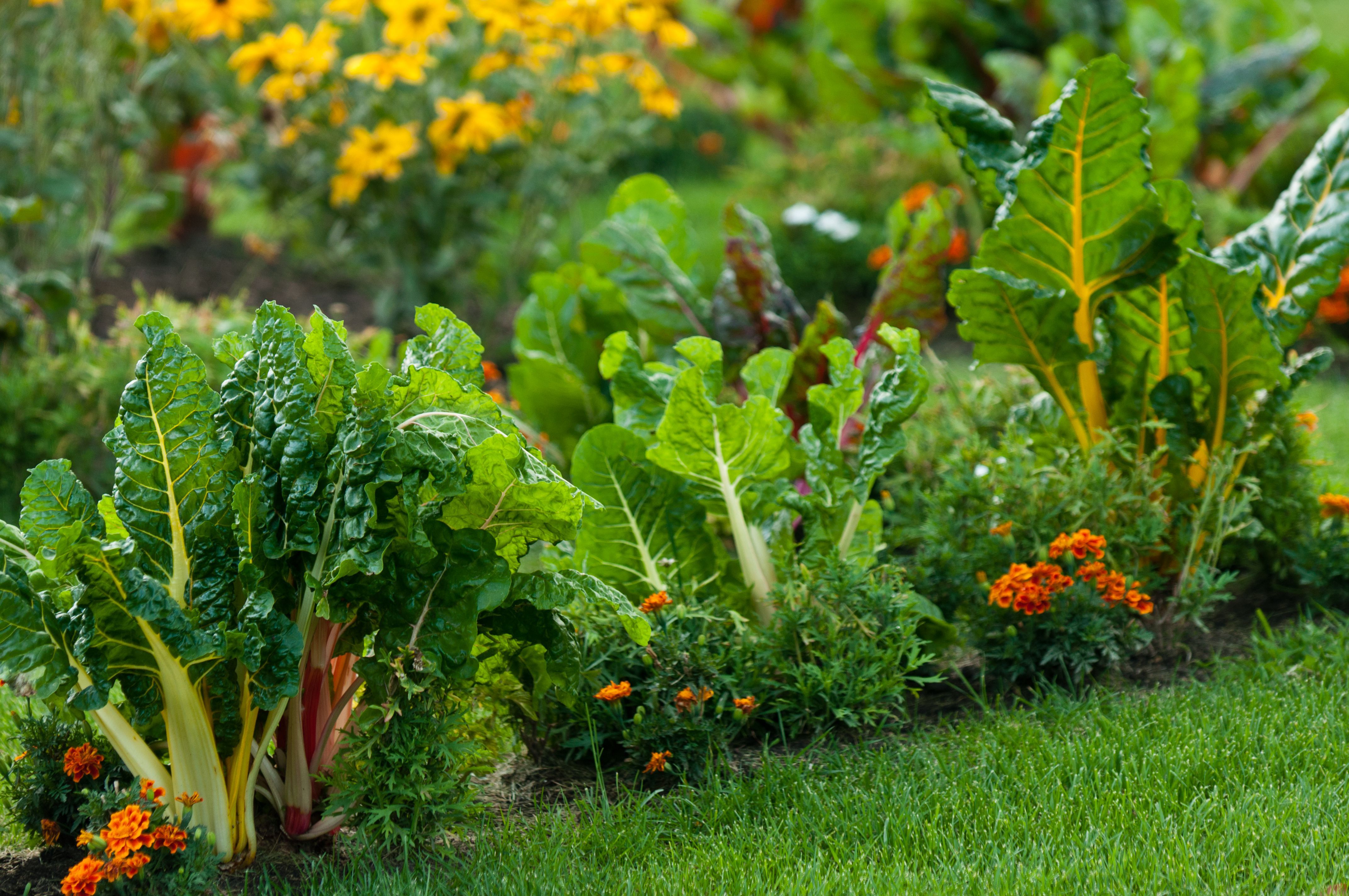 Съедобный сад. Мангольд в огороде. Растения для сада. Овощи на грядке. Овощные растения.